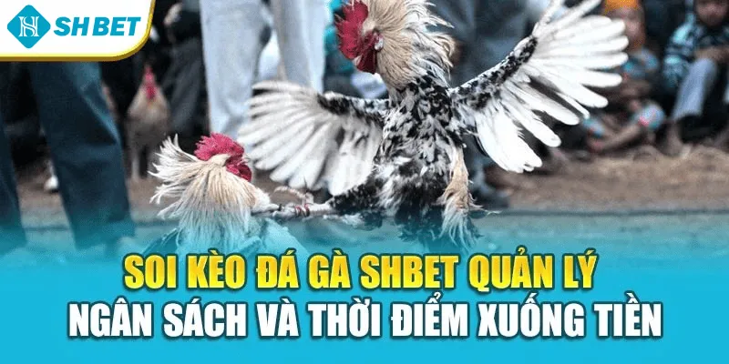 Soi kèo đá gà SHBET quản lý ngân sách và thời điểm xuống tiền